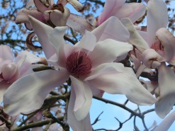A magnolia in Colonsay House Gardens taken by Fiona